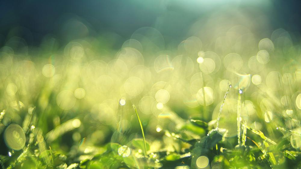 Green field