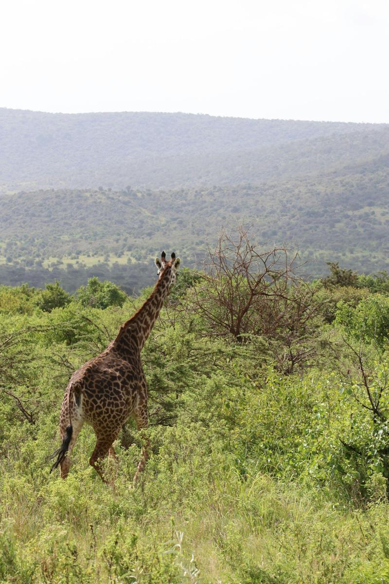 Kenyan landscape