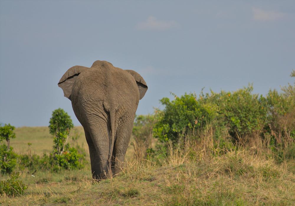Kenyan landscape